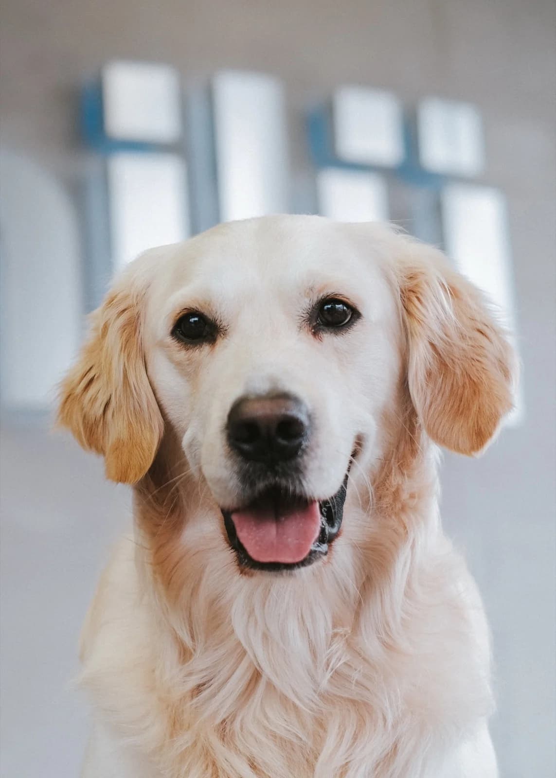 Yoki — Bürohund und Beschwerdemanagement auf vier Pfoten